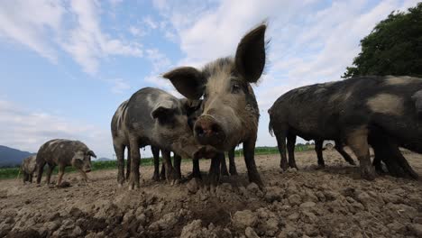 disparo en cámara lenta de cerdos lindos en el campo de la granja en el campo durante el cielo azul, de cerca