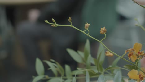 una vid con pequeñas flores amarillas florecientes sopla en el viento, con un invitado a la boda borroso en el fondo