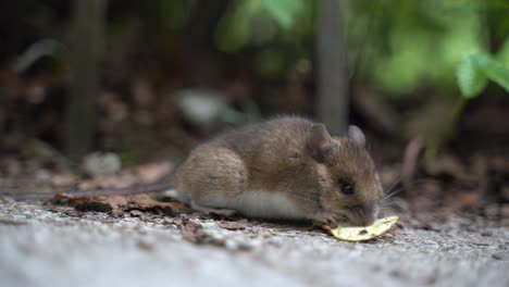 Ratón-De-Campo-Gris-Salvaje-En-El-Jardín-Comiendo