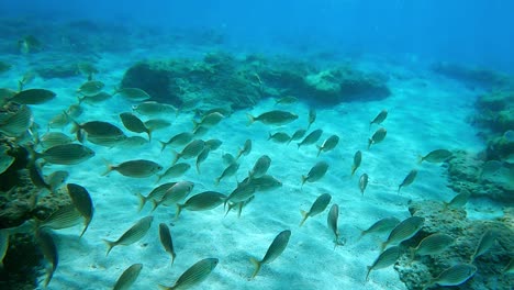 incredible underwater view of boga fish colony swimming in natural underwater environment