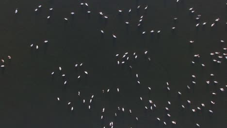 flock of pelicans
