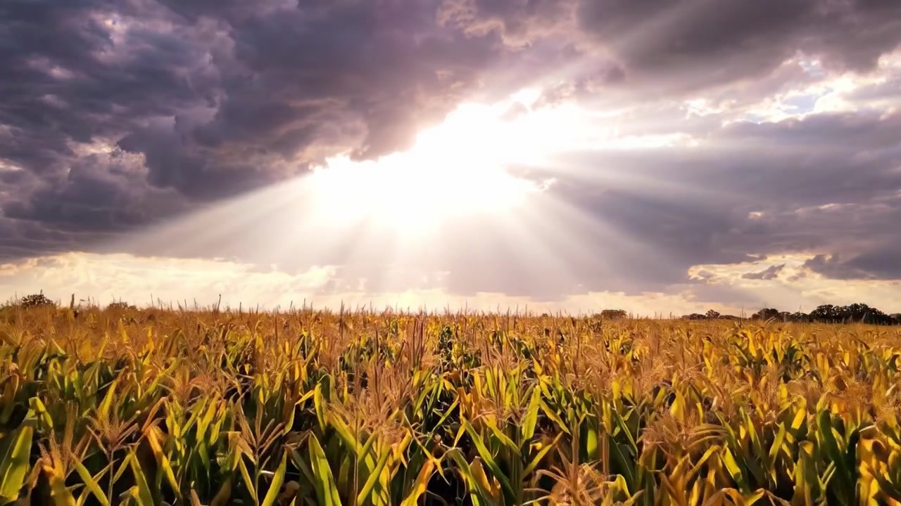 Golden Cornfield Under Dramatic Skies: A Breathtaking Contrast of Light and Dark, Highlighting the Beauty of Nature in the Heart of Agriculture