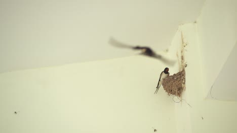 a mother and father swallow trade off caring for the eggs in their nest on the side of a man-made structure