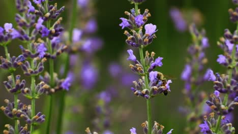 Nahaufnahme-Schöne-Blühende-Lavendelblumen-Wiegen-Sich-Im-Wind