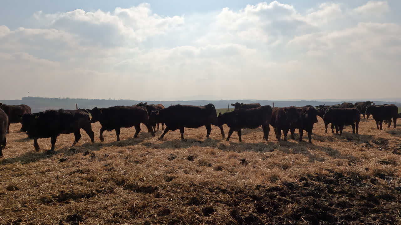 vacas de carne en un campo en un día soleado