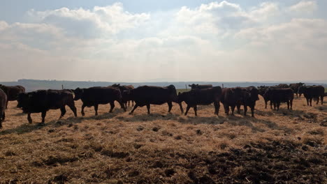 beef cows in a field on a sunny day