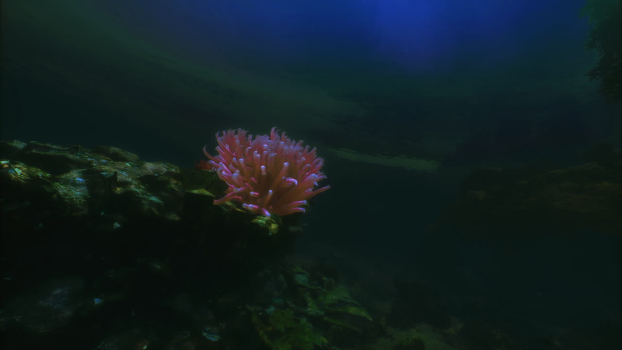 Vibrant coral thriving underwater in serene ocean environment