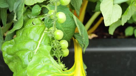 close-up of swiss chard and tomato plants