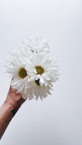 white daisy bouquet in hand