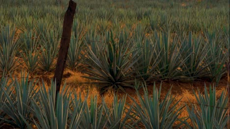 agave plantation field. agave is used to produce tequila