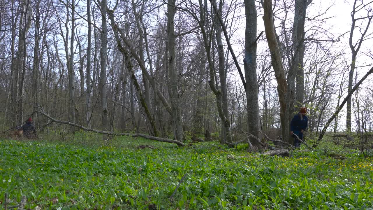 Timelapse footage of people sqatting and picking or foraging for bear garlic or bear onion garlic leaves in gorgeous Puhtulaid peninsula during a cloudy spring day. Large broadleaf forest around them.