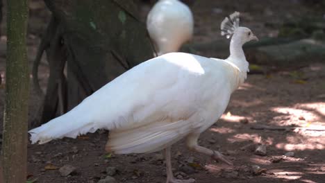 special white peacock, pavo cristatus with leucistic mutation, wondering around and exploring its surrounding environment in its natural habitat, bird sanctuary wildlife park