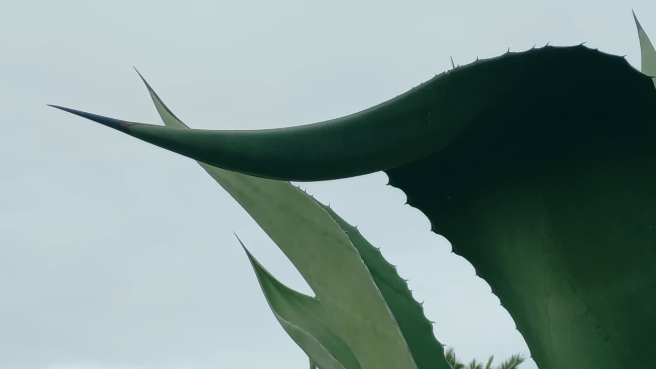Two big green leaves of Aloe Vera with their big beaks, in the background the blue sky