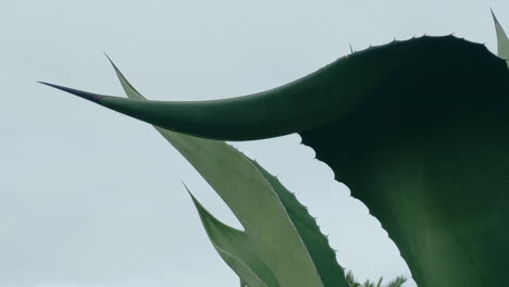 two big green leaves of aloe vera with their big beaks, in the background the blue sky