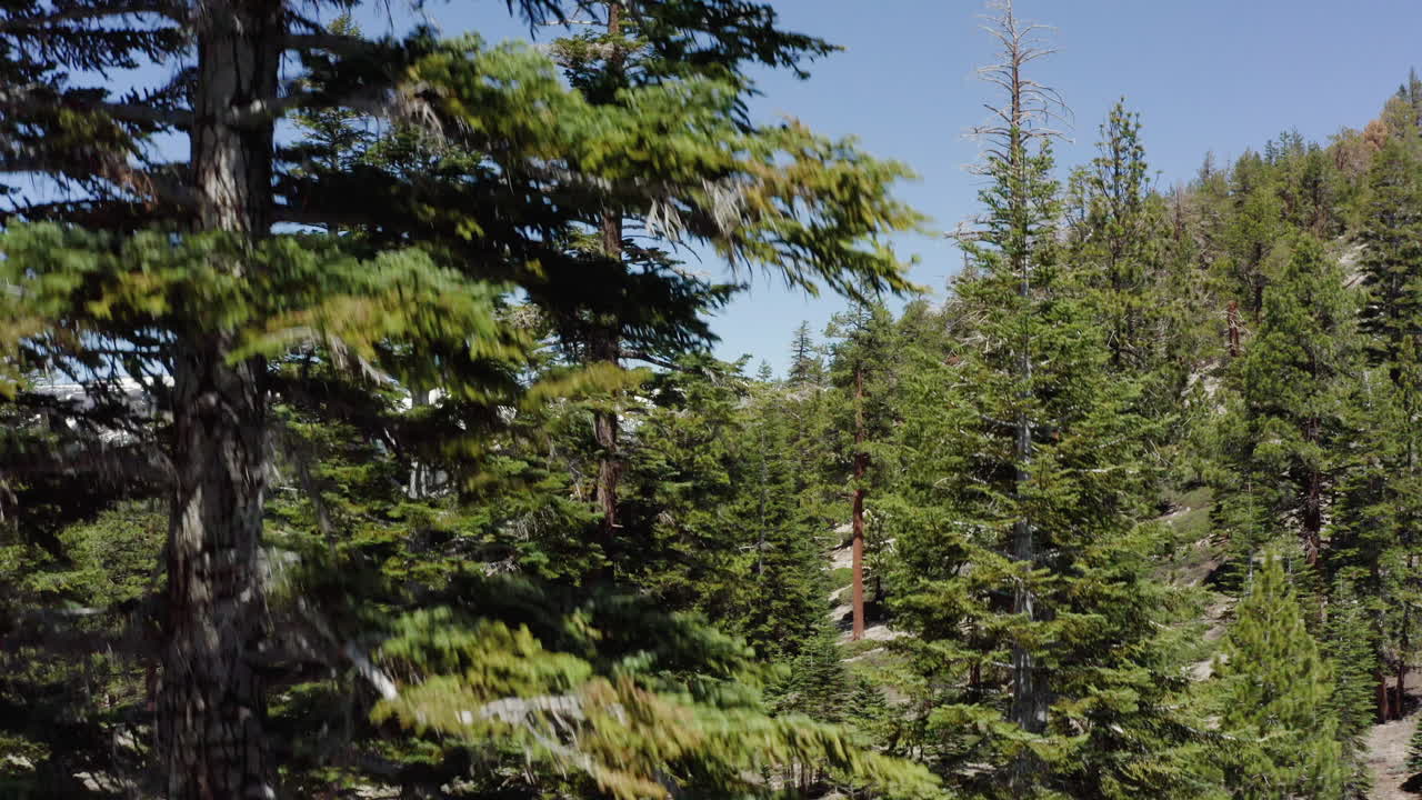 Dense forest of towering pine trees in Sierra Nevada, California under a clear blue sky