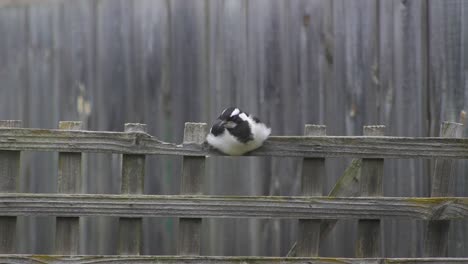 magpie-lark mudlark falling asleep perched on fence trellis australia maffra gippsland victoria slow motion