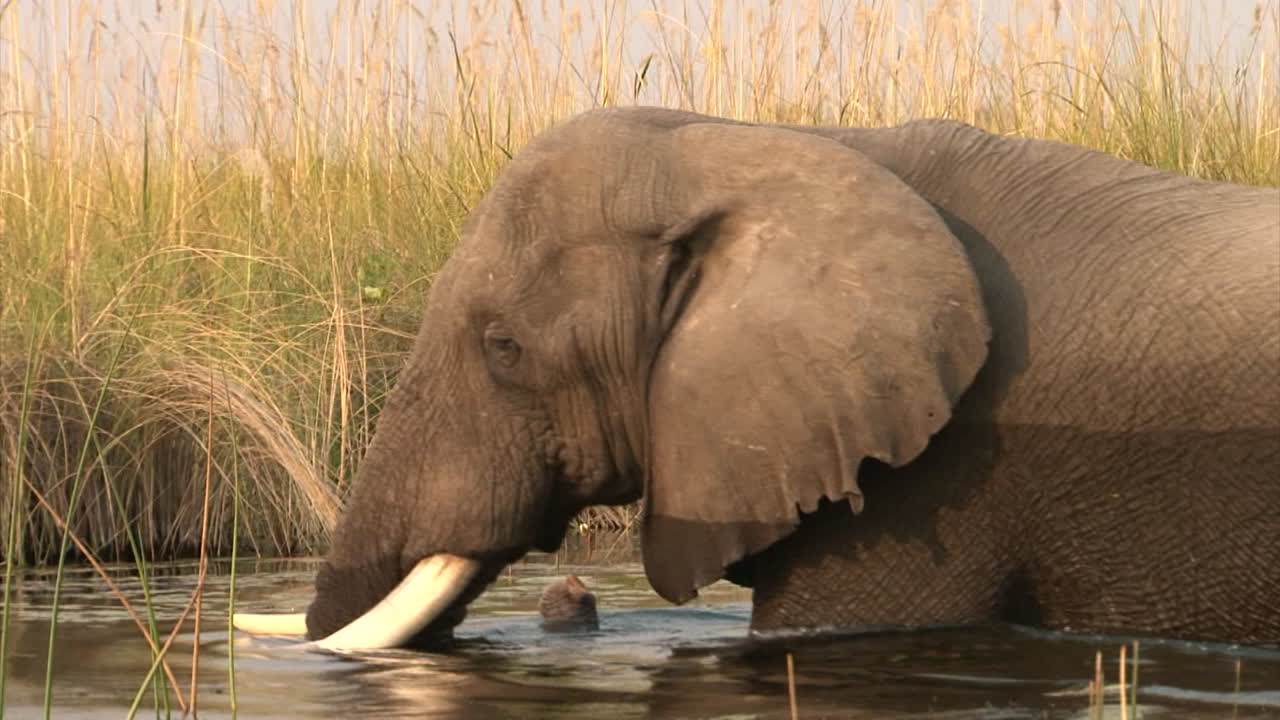 two male African elephants walk through waters, watermarks on bodies indicating that water is deeper in some places, riverside overgrown with reed, side view pan from first elephant  to second