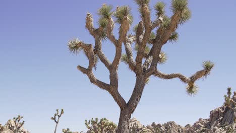 Cactus-Joshua-Tree-Con-Movimiento-De-Cámara-De-Lado-A-Lado