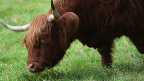 close up of a highland cow with horns, eating green grass