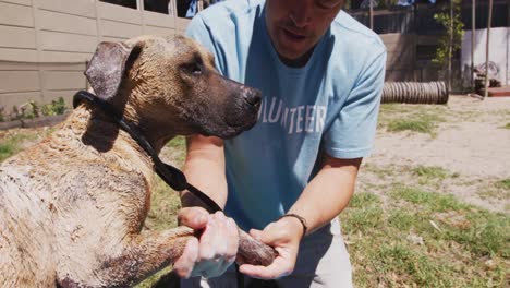 Dog-in-a-shelter-with-volunteer