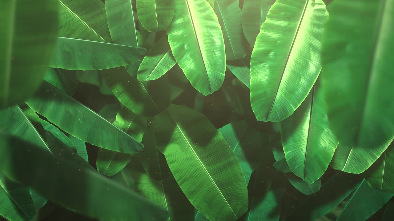 Closeup tropical leaf of trees with summer background 9