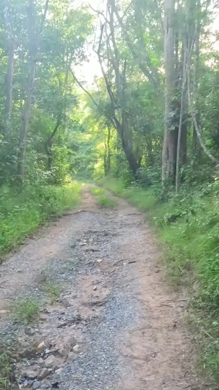 una passeggiata serena attraverso il sentiero della foresta pluviale lussureggiante