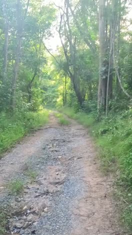 a serene walk through lush rainforest trail