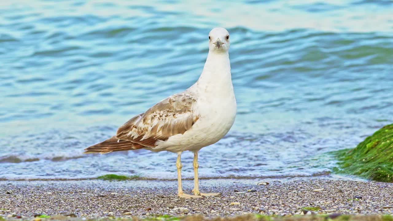 Seagull portrait against sea shore. Close up view of white birds seagull walking by the beach against natural blue water background