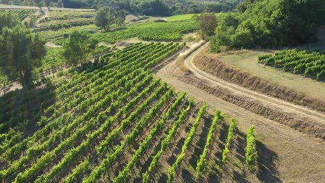 olive trees and vineyards landscape aerial shot sunny day france vaucluse