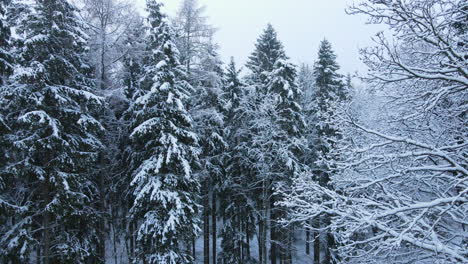 beautiful snow covered pine trees of a forest during winter - aerial