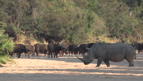 el rinoceronte blanco camina entre los búfalos africanos mientras ellos miran con preocupación.