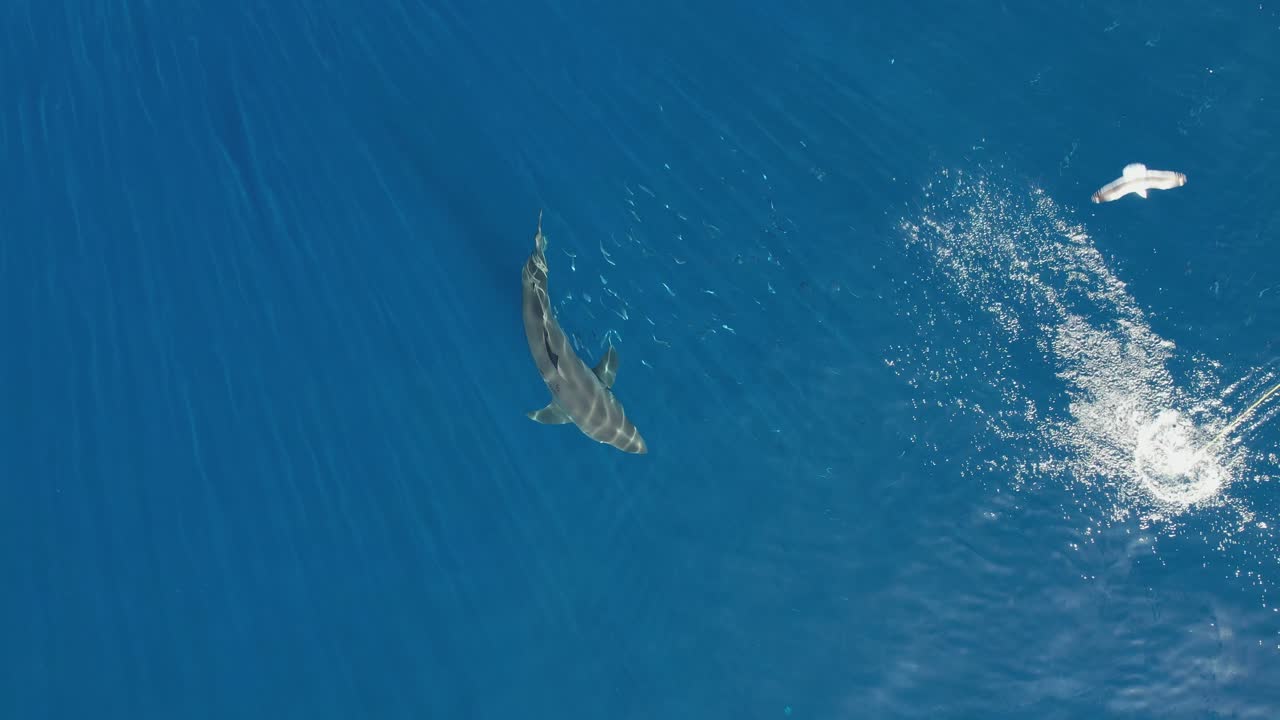 aéreo, disparo de drone del gran tiburón blanco, carcharodon carcharias, tratando de atrapar un trozo de cebo en la isla guadalupe, méxico