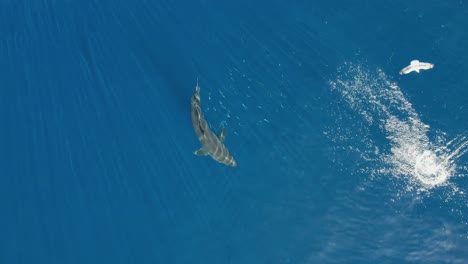 aéreo, disparo de drone del gran tiburón blanco, carcharodon carcharias, tratando de atrapar un trozo de cebo en la isla guadalupe, méxico