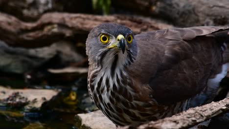 Der-Haubenhabicht-Ist-Einer-Der-Häufigsten-Raubvögel-In-Asien-Und-Gehört-Zur-Gleichen-Familie-Der-Adler,-Der-Weihen