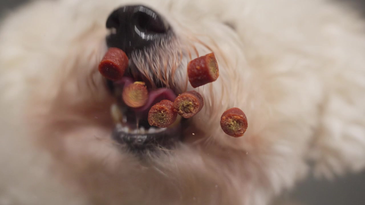 Nahaufnahme eines Bichon-Hundes, der Hundetrockenfutter frisst