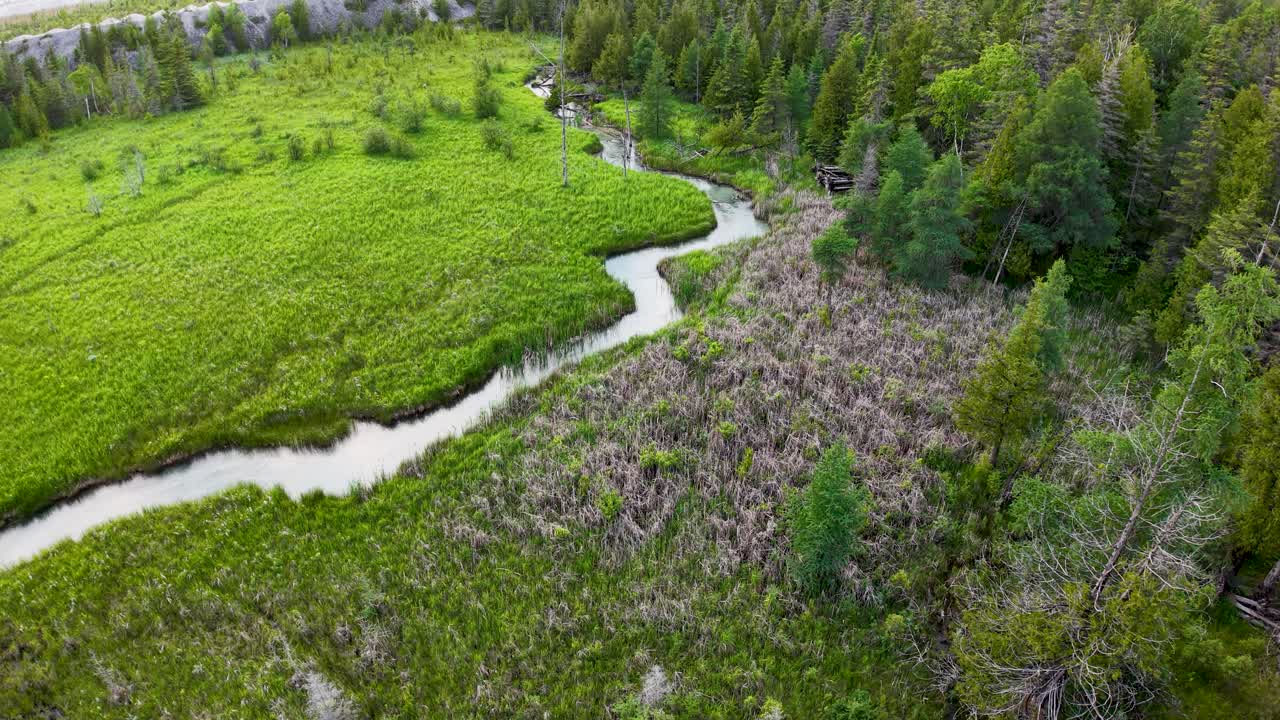 Aerial drone view directly above a dense forest canopy with vibrant green conifer trees