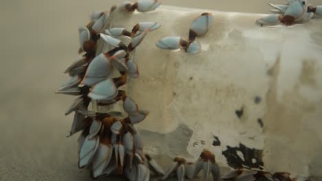primer plano de barnacles azules vibrantes que se aferran a una superficie sumergida, perspectiva submarina
