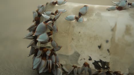 close-up of vibrant blue barnacles clinging to a submerged surface, underwater perspective