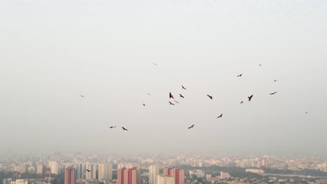 Grupo-De-Pájaros-Negros-Dando-Vueltas-Por-Encima-Del-Paisaje-Urbano-Matutino-En-Asia