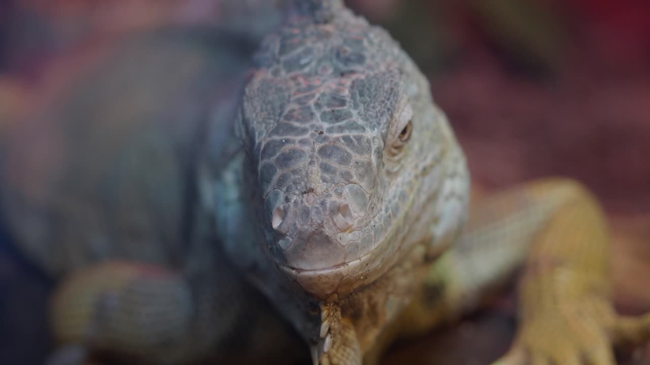 이구아나 의 클로즈업