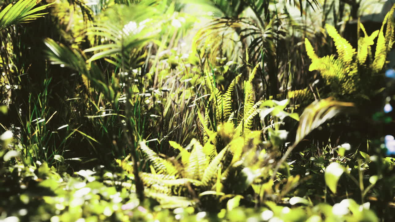 Lush tropical greenery featuring vibrant ferns and flourishing plants at midday