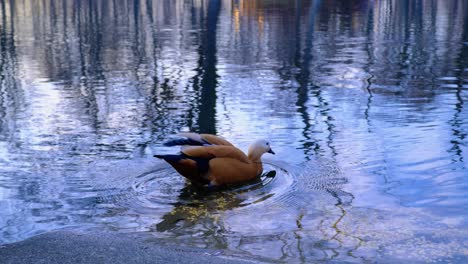 ruddy shelduck on a shallow crystal clear lake