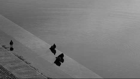 A-BW-clip-of-three-pigeons-on-the-shore-of-a-urban-pond