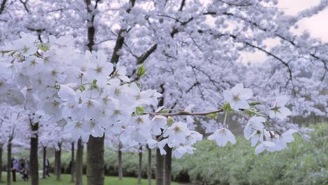 blooming garden of cherry trees in the netherlands in early spring