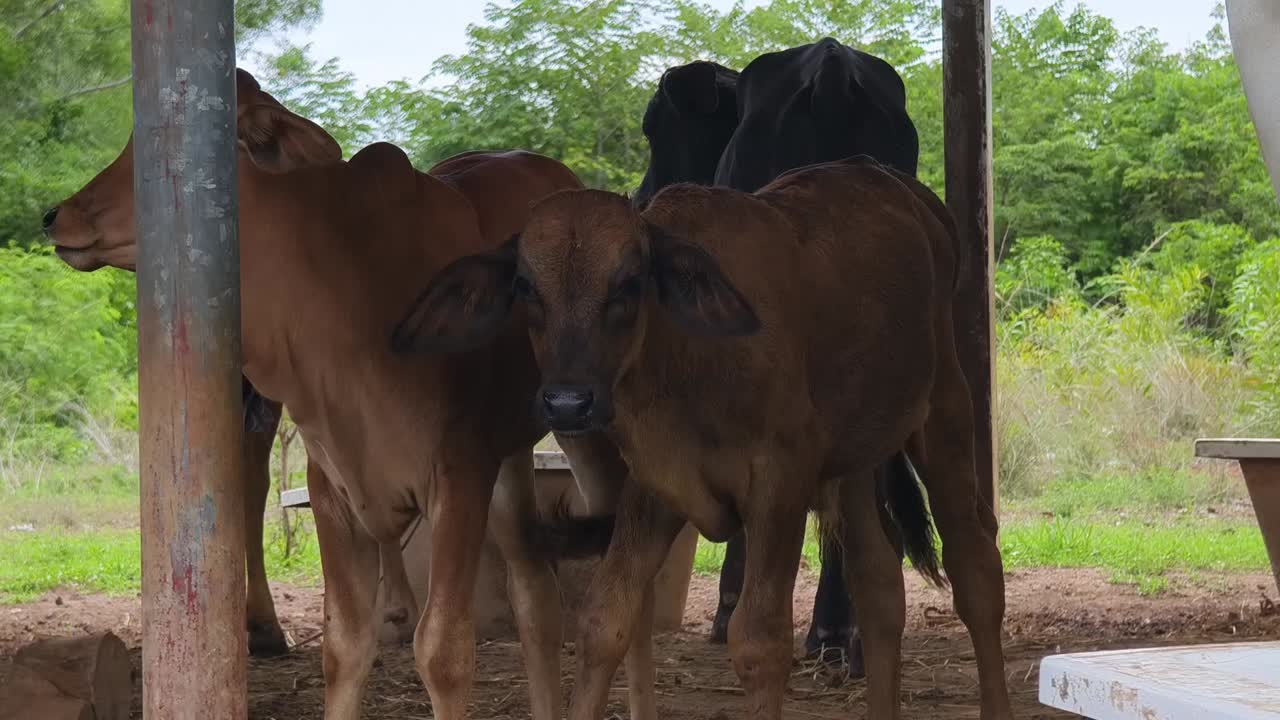 vacas y terneros en refugio