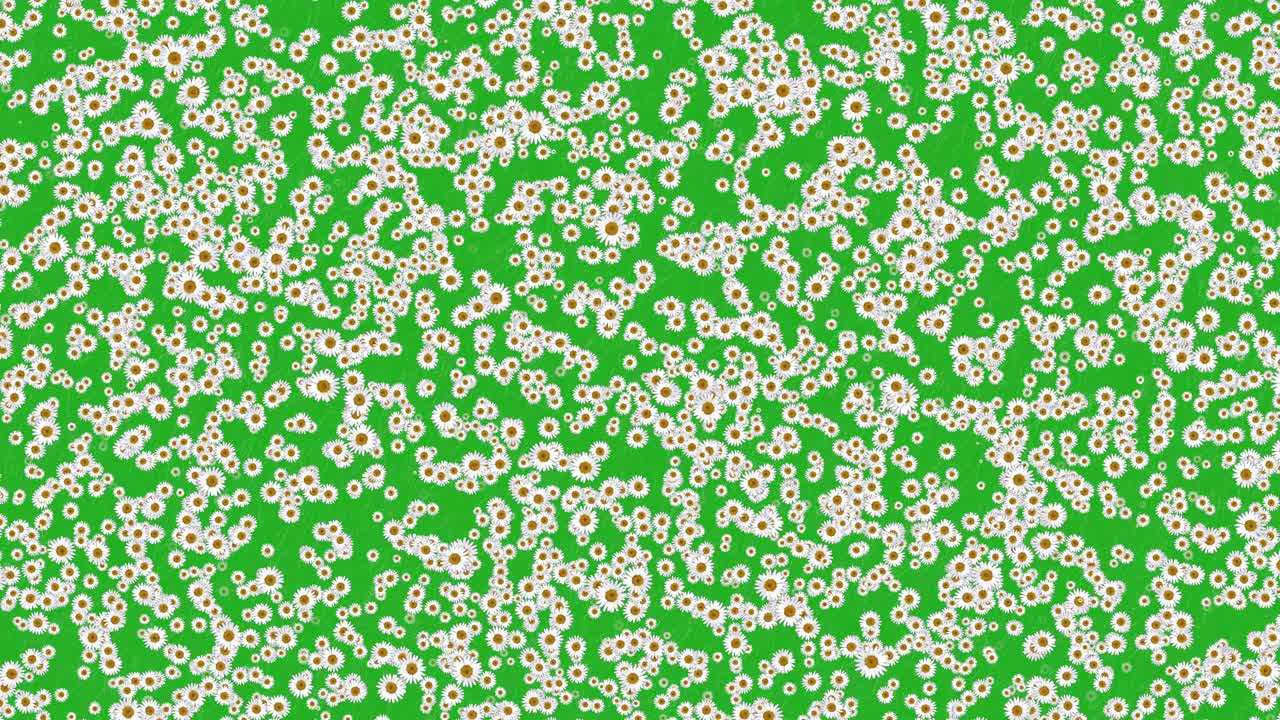 las flores de trébol pantalla verde gráficos de movimiento