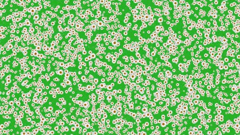 las flores de trébol pantalla verde gráficos de movimiento