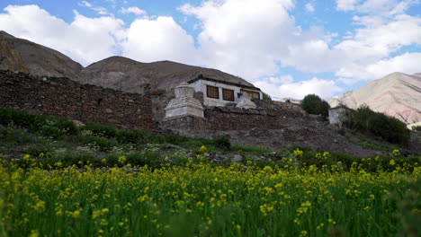 tilt up shot from ground level with yellow flowers to an old building house for tourists on the markha valley road