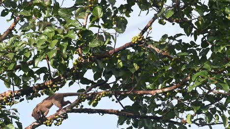 visto moviéndose por la rama eligiendo la fruta adecuada para comer durante una tarde ventosa, civeta de palma de tres rayas arctogalidia trivirgata, tailandia