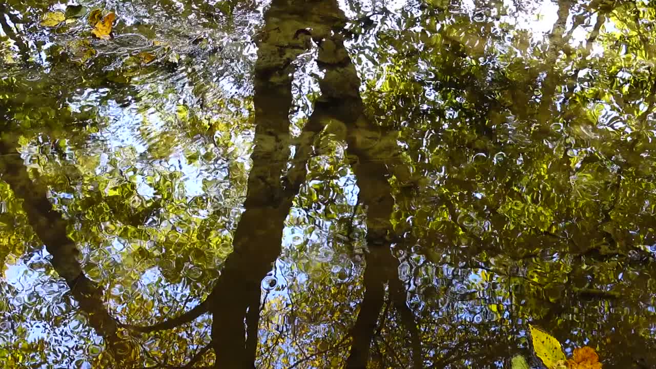Ruscello nel bosco. Bosco autunnale.